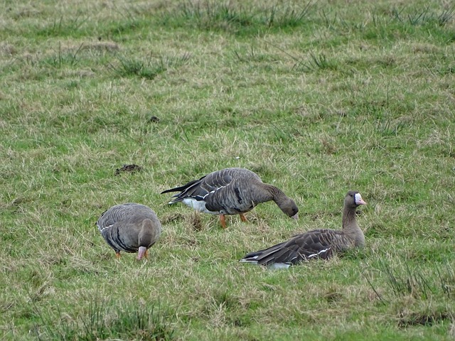 马拉多纳在 马拉多纳在